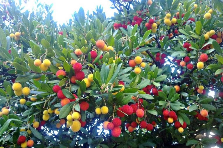 Frutos rojos maduros del madroño