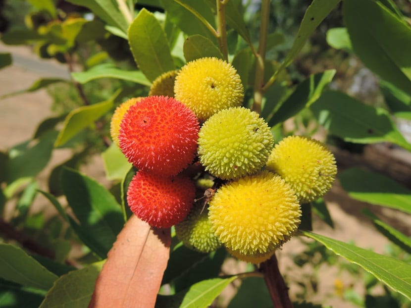Frutos del madroño canario en distintos estados de maduración, del amarillo al naranja