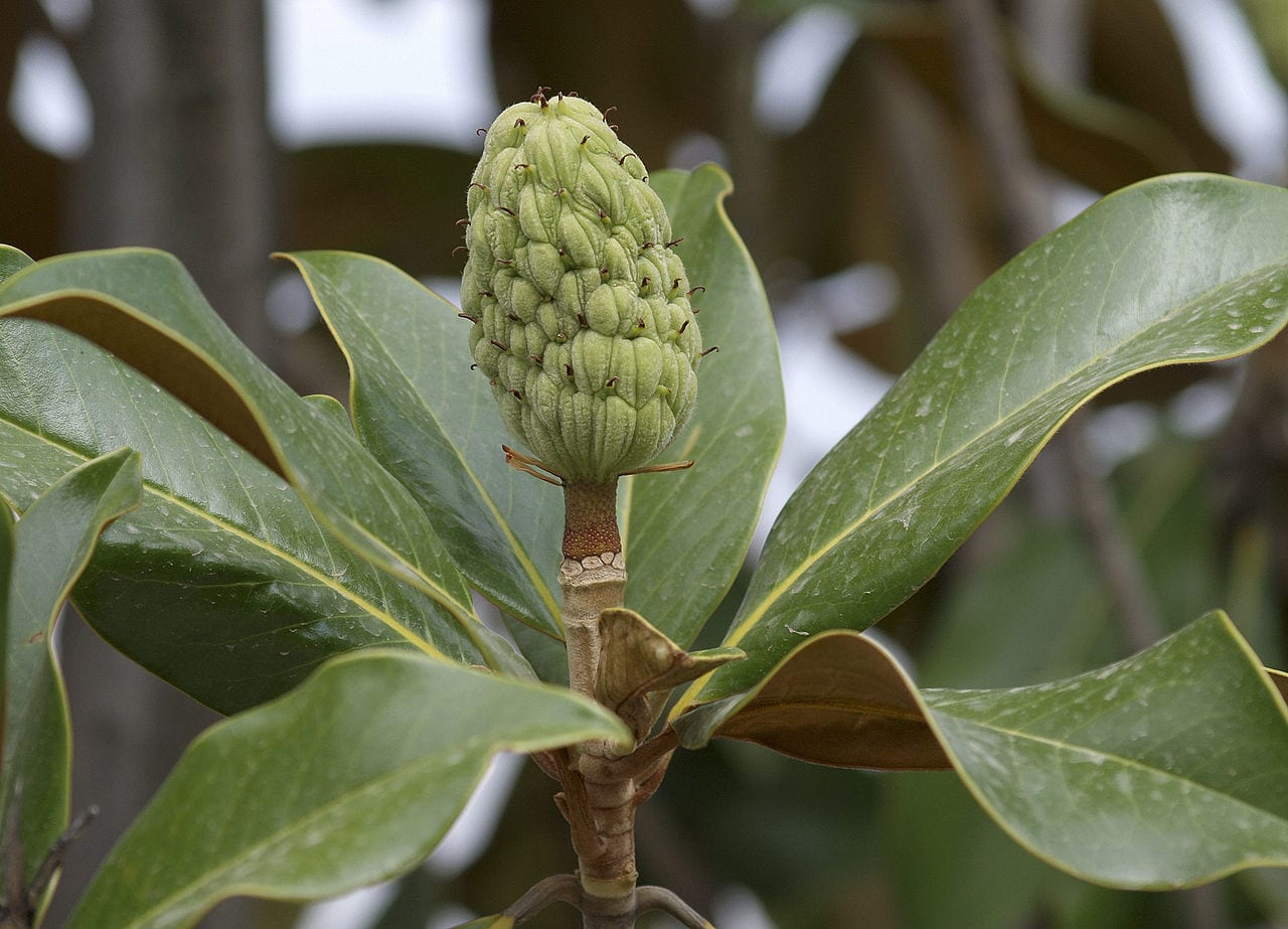 Fruto en piña de la Magnolia grandiflora abierto con las semillas rojas visibles