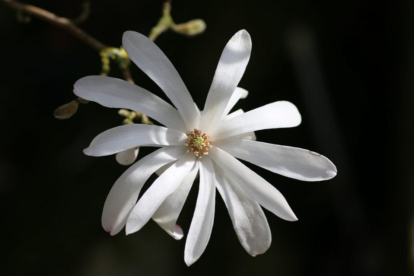 Magnolia stellata en flor sobre ramas desnudas