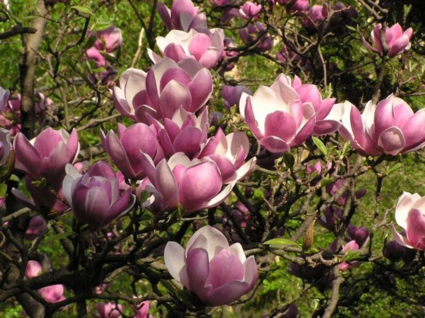 Flores de Magnolia x soulangeana en forma de tulipán