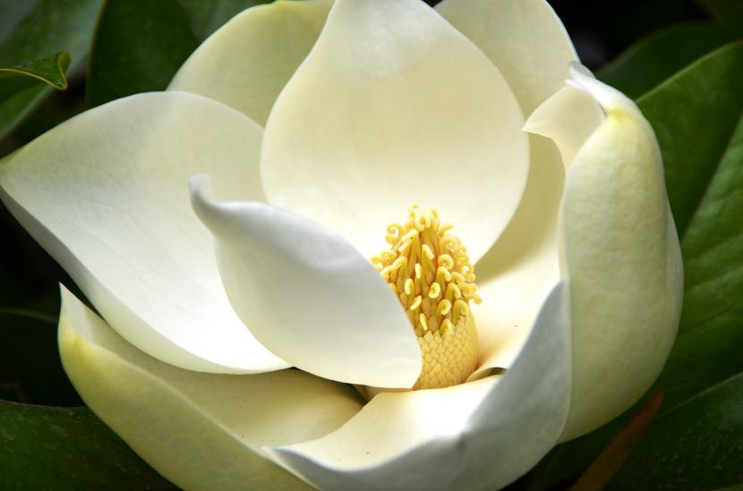 Magnolio en el jardín: especies, plantación y cuidados
