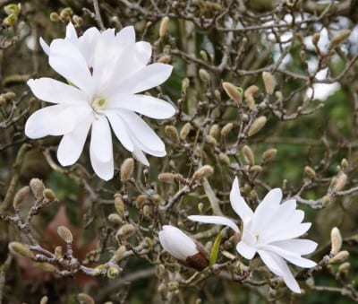 Flores de Magnolia stellata con los tépalos blancos estrechos