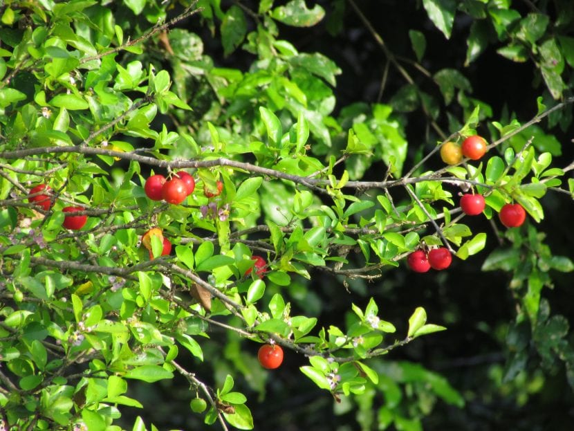 Arbusto de acerola, Malpighia emarginata, con hojas y frutos rojos