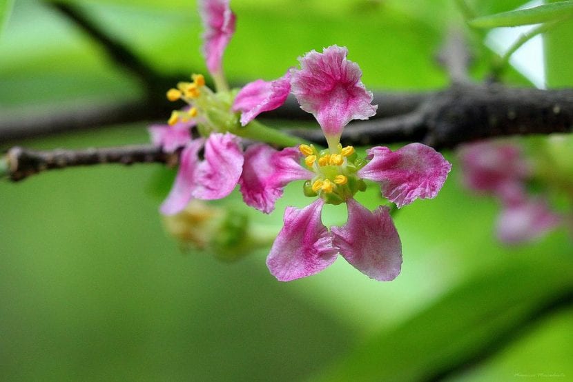 Flores rosadas de acerola con los pétalos de uña larga