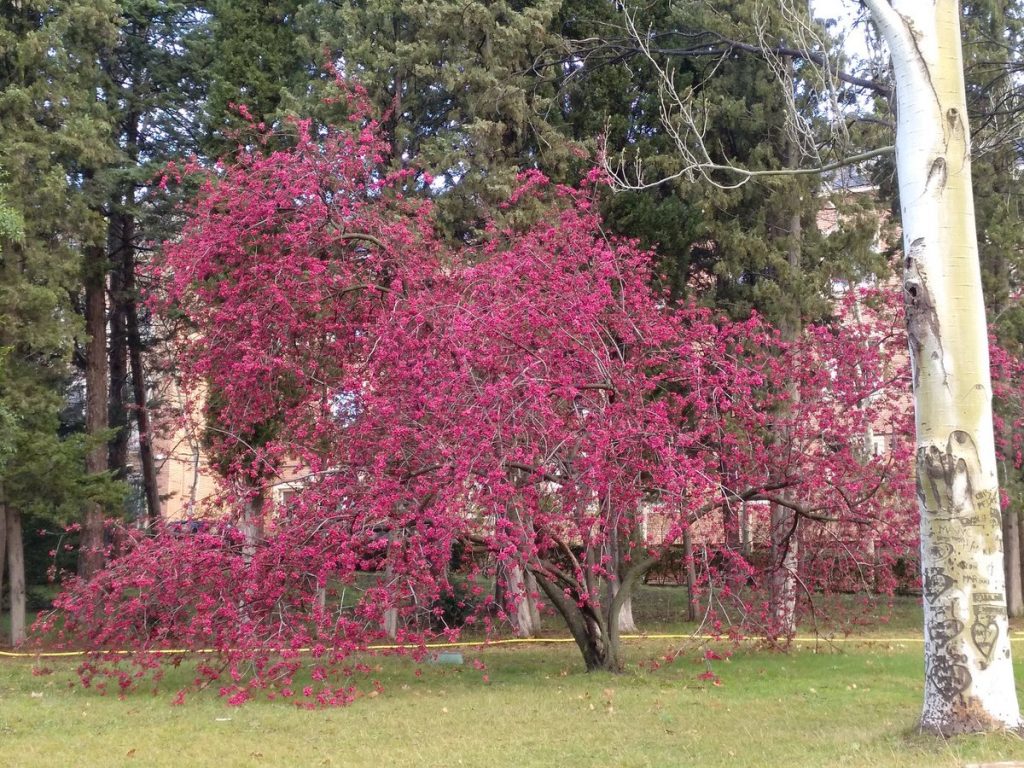 Malus floribunda o manzano japonés en plena floración de primavera