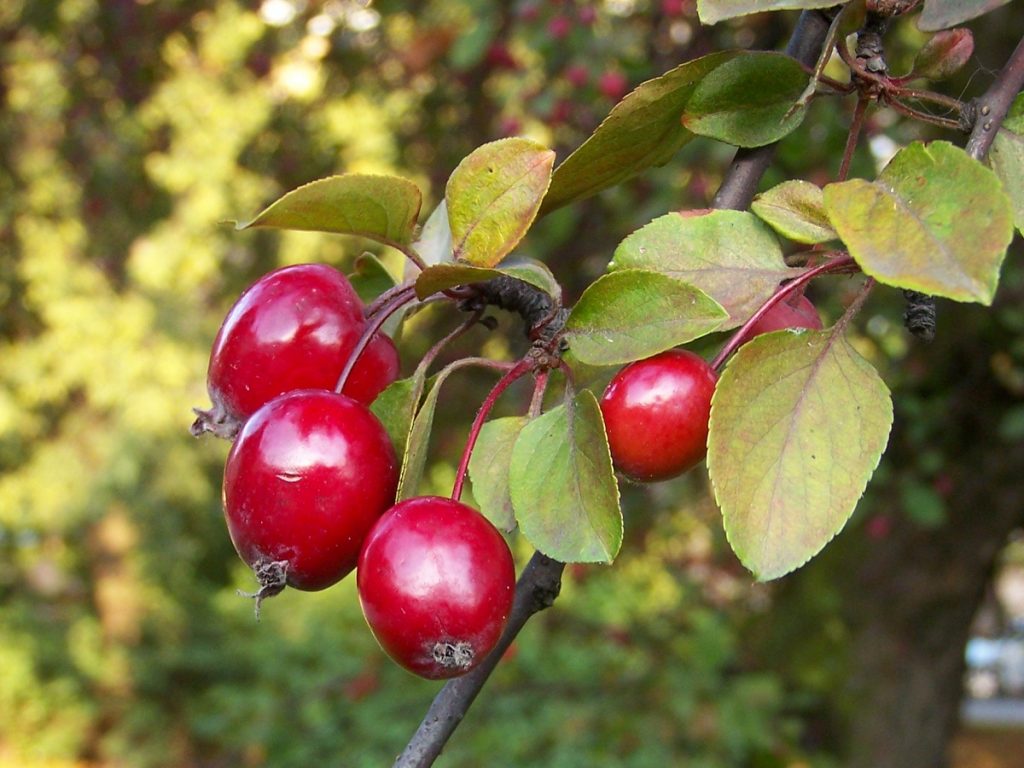 Frutos pequeños de color rojo del Malus floribunda en otoño