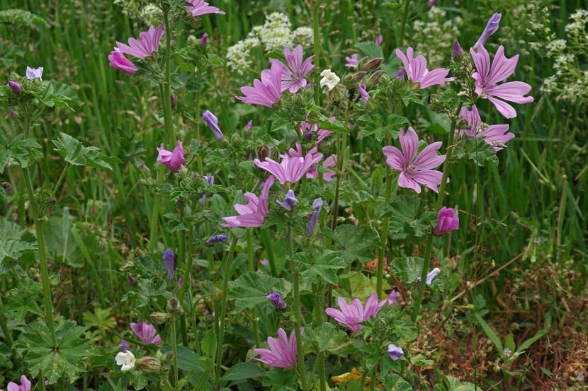 Mata de Malva sylvestris cubierta de flores moradas