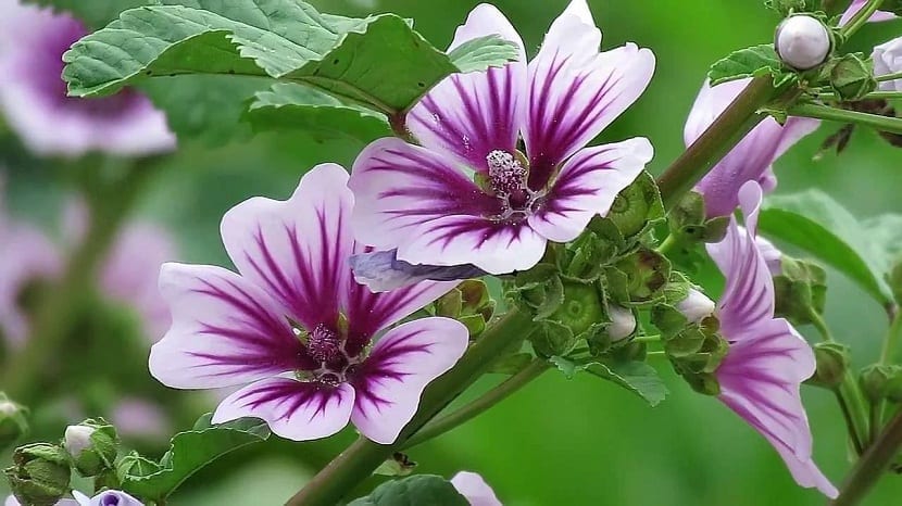 Flores moradas de Malva sylvestris vistas de cerca con los nervios oscuros
