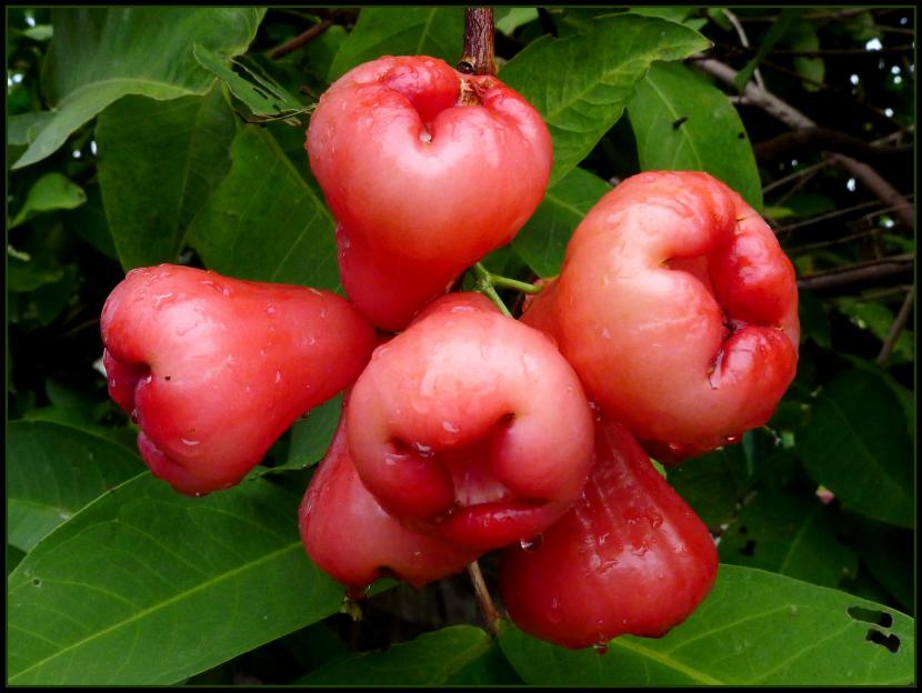 Manzana de agua (Syzygium samarangense): cultivo y clima
