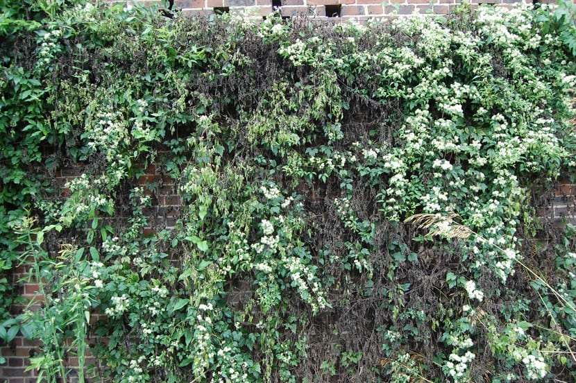 Clematis virginiana en flor