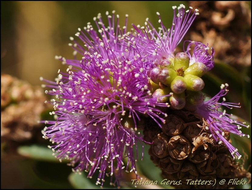Flores en pompón malva de Melaleuca nesophila