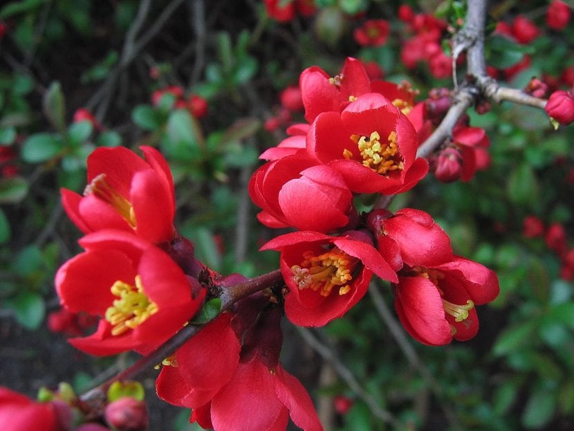 Flores rojas de Chaenomeles japonica sobre madera desnuda