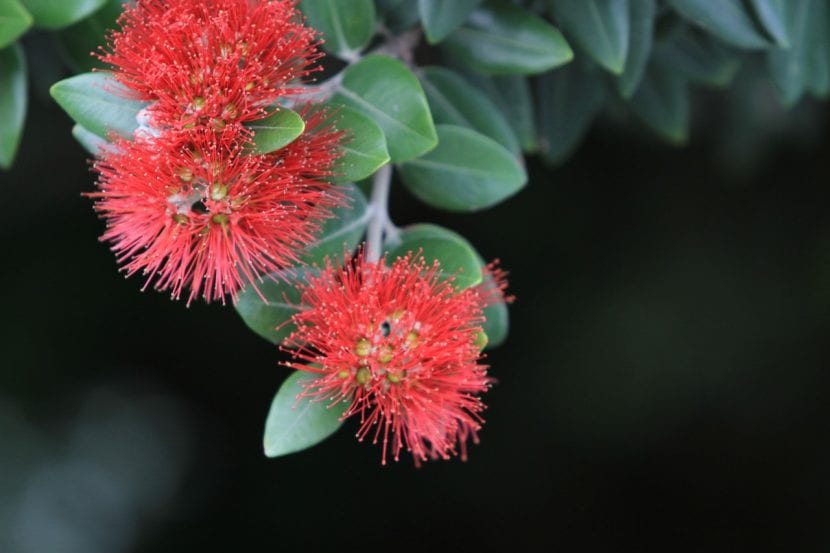 Flores rojas de metrosideros con sus largos estambres