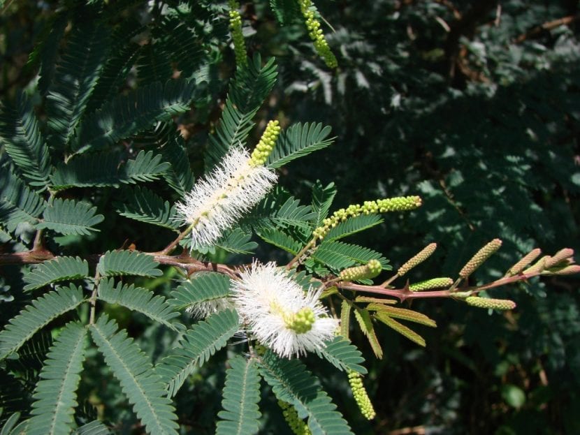 Espigas de flores blancas de Mimosa tenuiflora