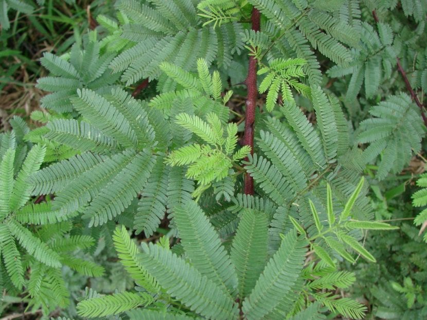 Ejemplar joven de Mimosa hostilis o Mimosa tenuiflora