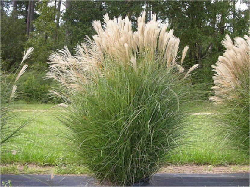 Mata de miscanthus con follaje denso y penachos plumosos