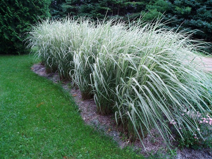 Miscanthus utilizado como pantalla y elemento decorativo en un jardín