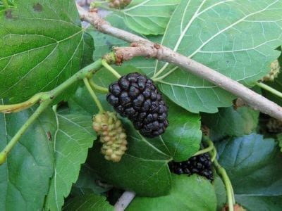 Moras maduras de Morus nigra en la rama