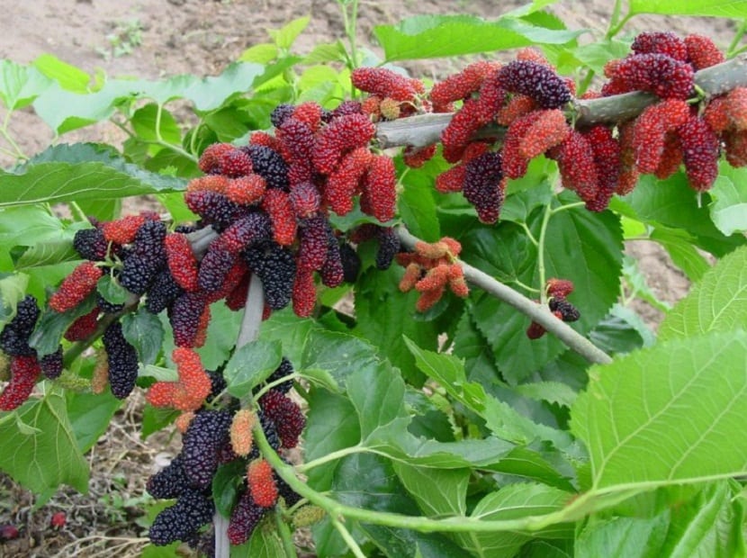 Morus rubra: cultivo, poda y cosecha del moral rojo