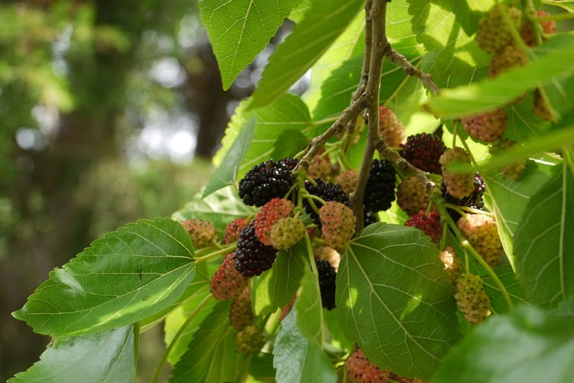 Rama de moral cargada de moras rojas y negras