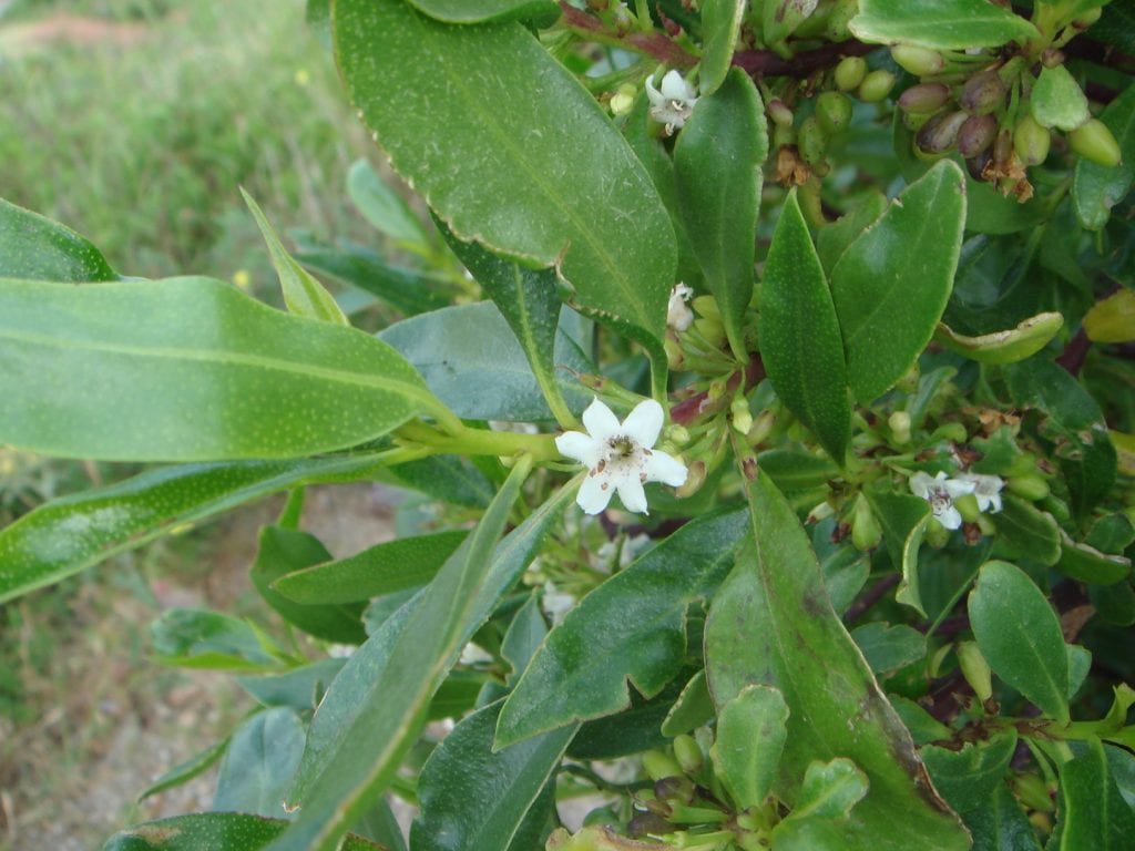Hojas lanceoladas y brillantes de Myoporum laetum