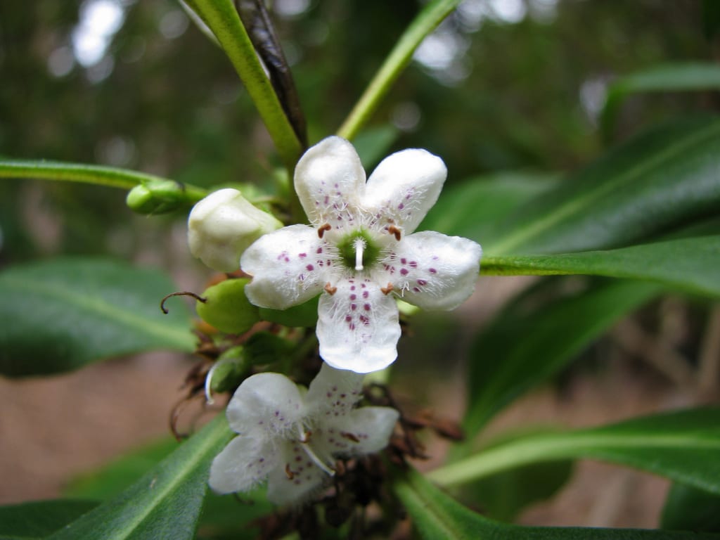 Flor blanca con manchas moradas de Myoporum laetum