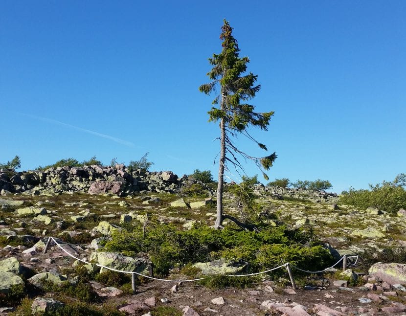 Old Tjikko, el abeto rojo de Fulufjället, en Suecia