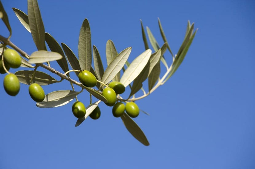 Rama de olivo con aceitunas verdes recortada contra el cielo azul