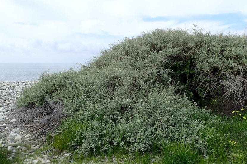 Mata de Atriplex halimus con follaje plateado
