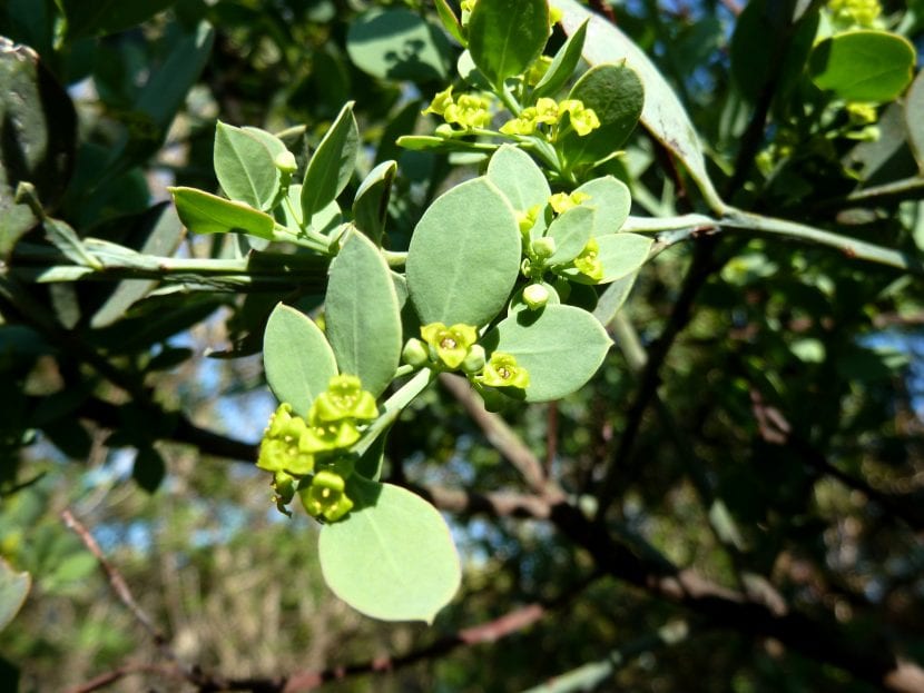 Ramas y hojas lanceoladas de Osyris lanceolata
