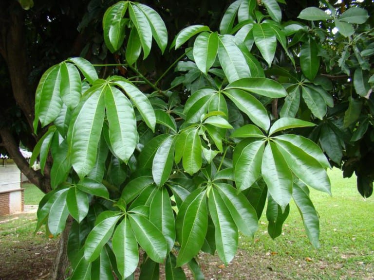 Hojas palmeadas de pachira con sus foliolos brillantes