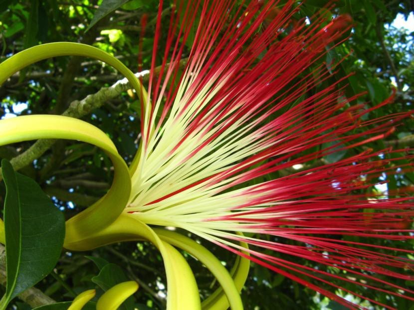 Flor de Pachira aquatica con su penacho de estambres largos