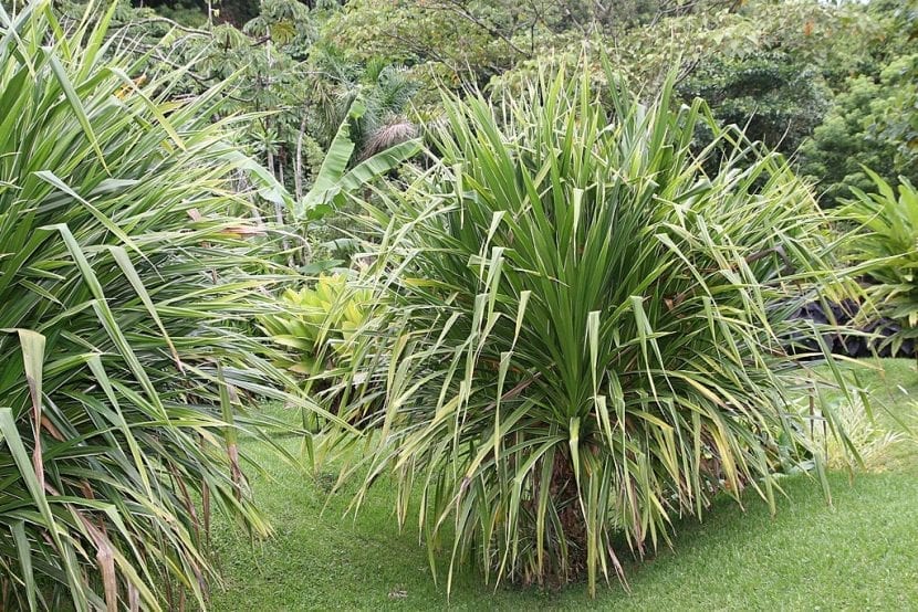 Hojas variegadas de Pandanus veitchii con el margen espinoso