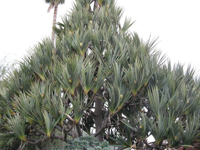 Ejemplar de Pandanus utilis con sus raíces zancudas visibles