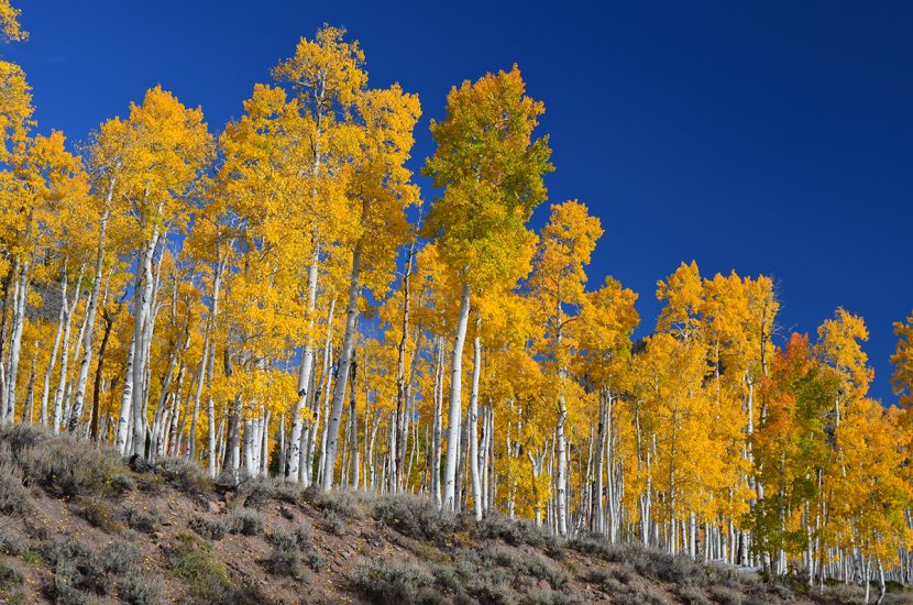 Bosque de álamos temblones del clon Pando en Utah