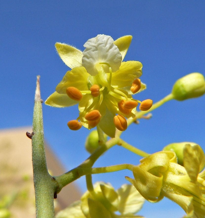 Parkinsonia microphylla, palo verde de foliolos diminutos
