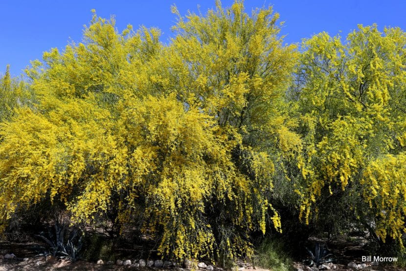 Parkinsonia aculeata en flor, con racimos amarillos y follaje fino
