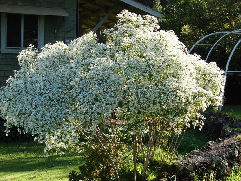 Arbusto de Euphorbia leucocephala cubierto de brácteas blancas en plena floración invernal