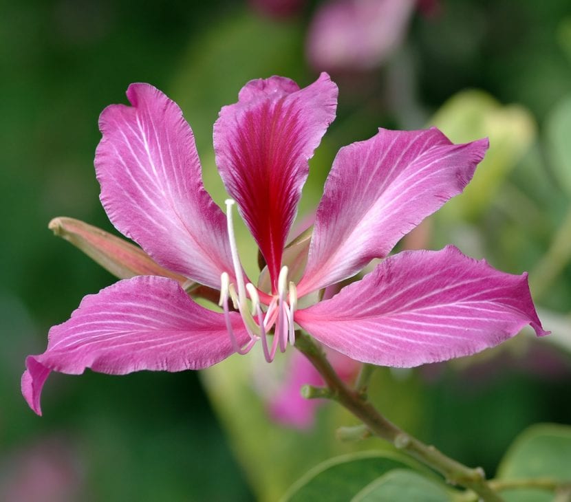Flor de Bauhinia blakeana, la pata de camello de Hong Kong
