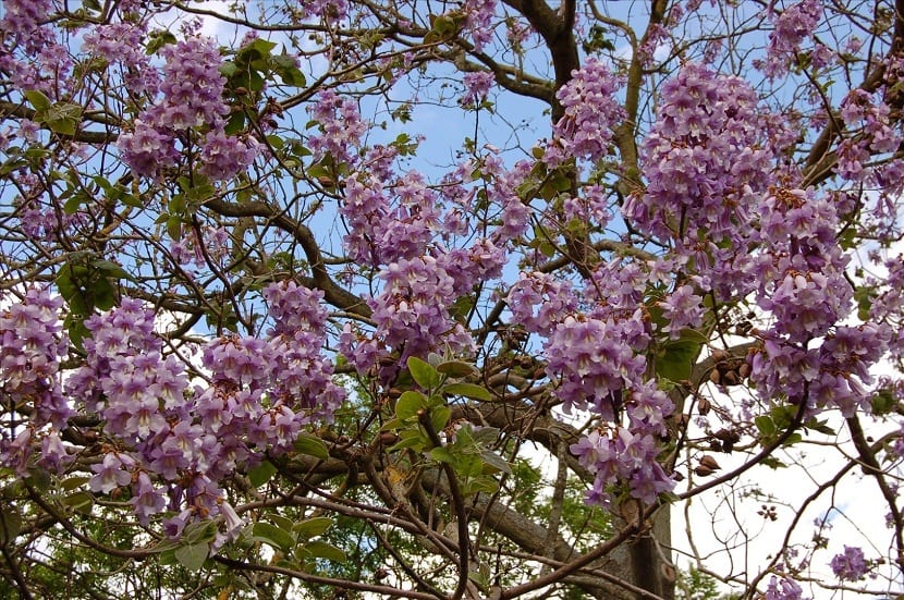 Paulonia imperial en plena floración con panículas violetas