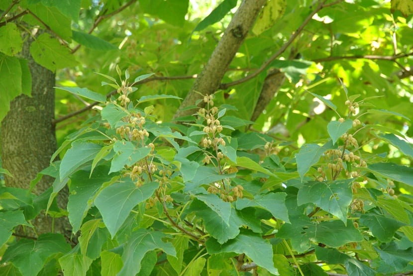 Paulonia imperial: cuidados, floración, poda y dónde plantarla