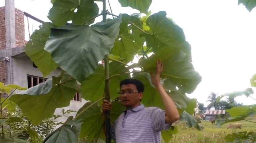 Rama de paulownia con hojas grandes sostenida por una persona