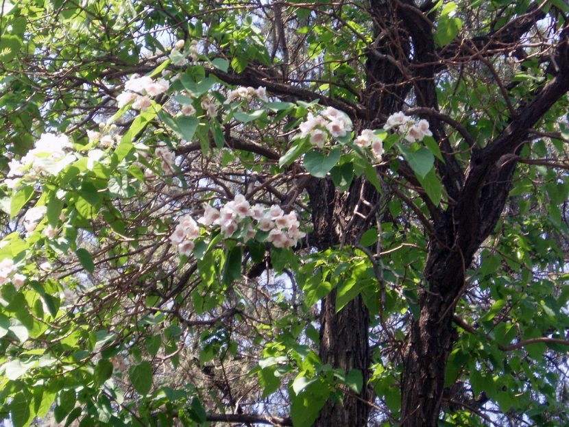Flores tubulares blanco crema de Paulownia fortunei en panícula estrecha