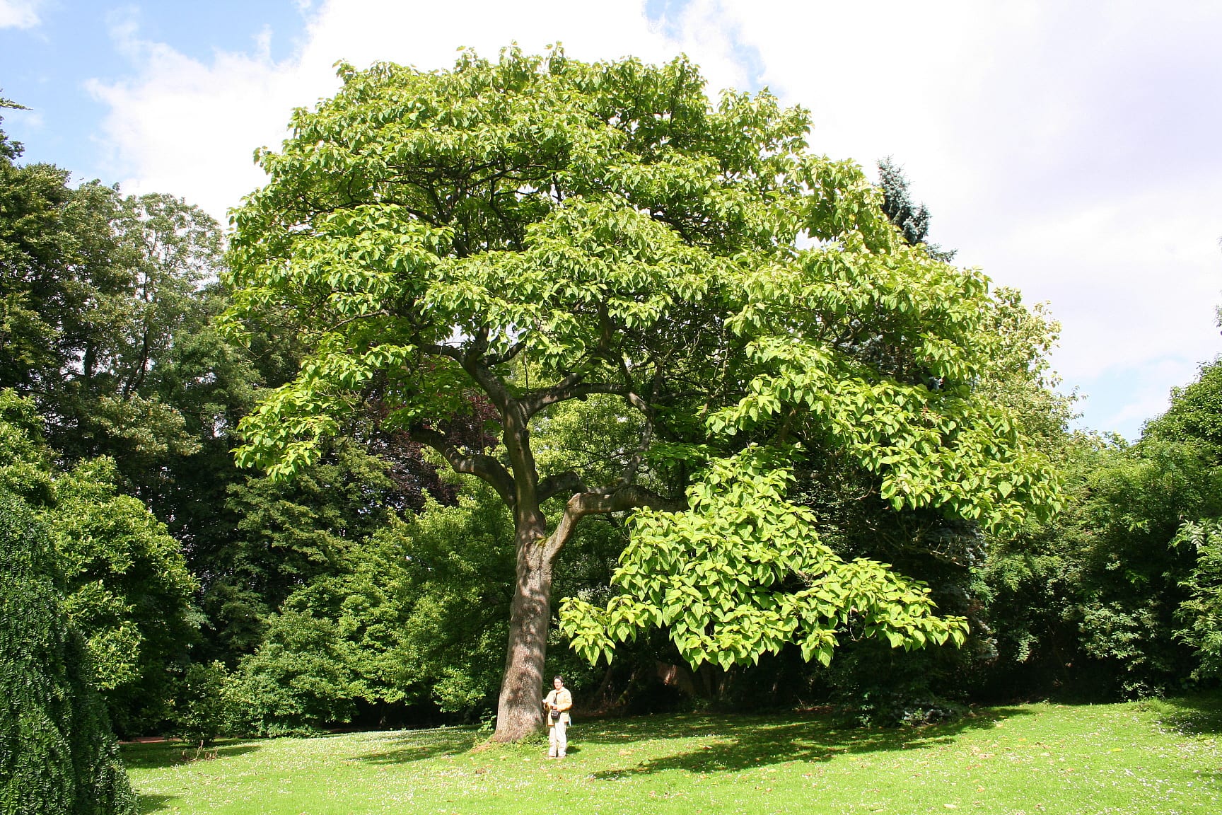 Paulownia: cuidados, sombra rápida y madera del árbol kiri