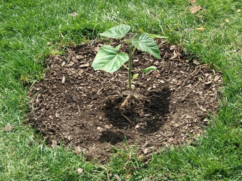Paulownia joven plantada en un jardín