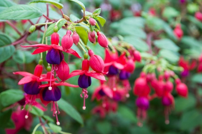 Flores de pendientes de la reina abiertas mostrando sépalos y corola