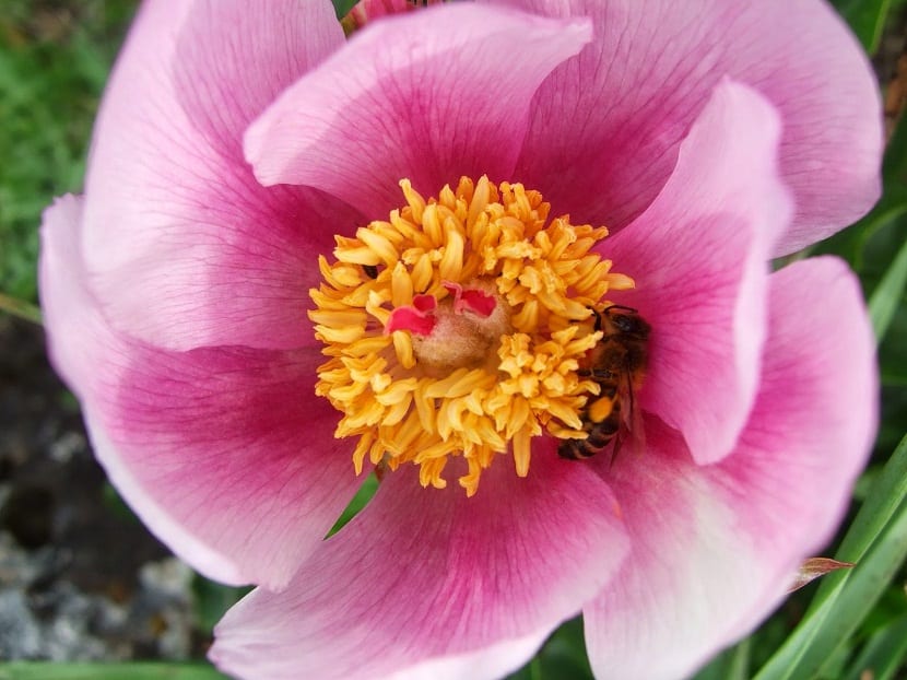 Una abeja dentro de una flor de peonía de color rosa