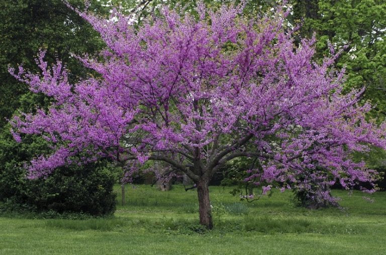 Distintos tipos de árbol ornamental adaptados a zonas de sombra