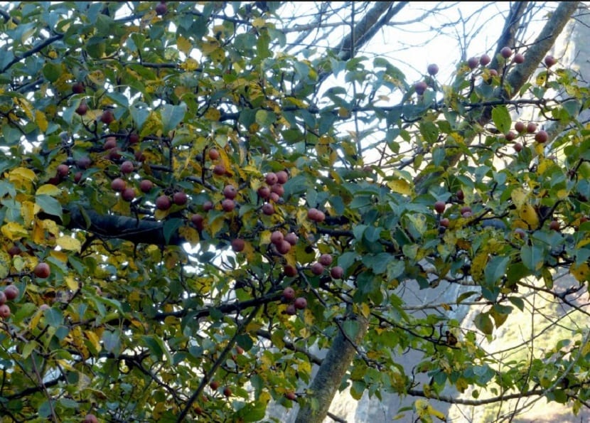 Ramas de peral silvestre llenas de peras de tamaño pequeño